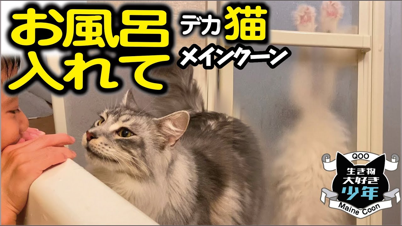 【メインクーン大型猫】猫がお風呂をのぞきたがる理由／しながわ水族館モンハナシャコ