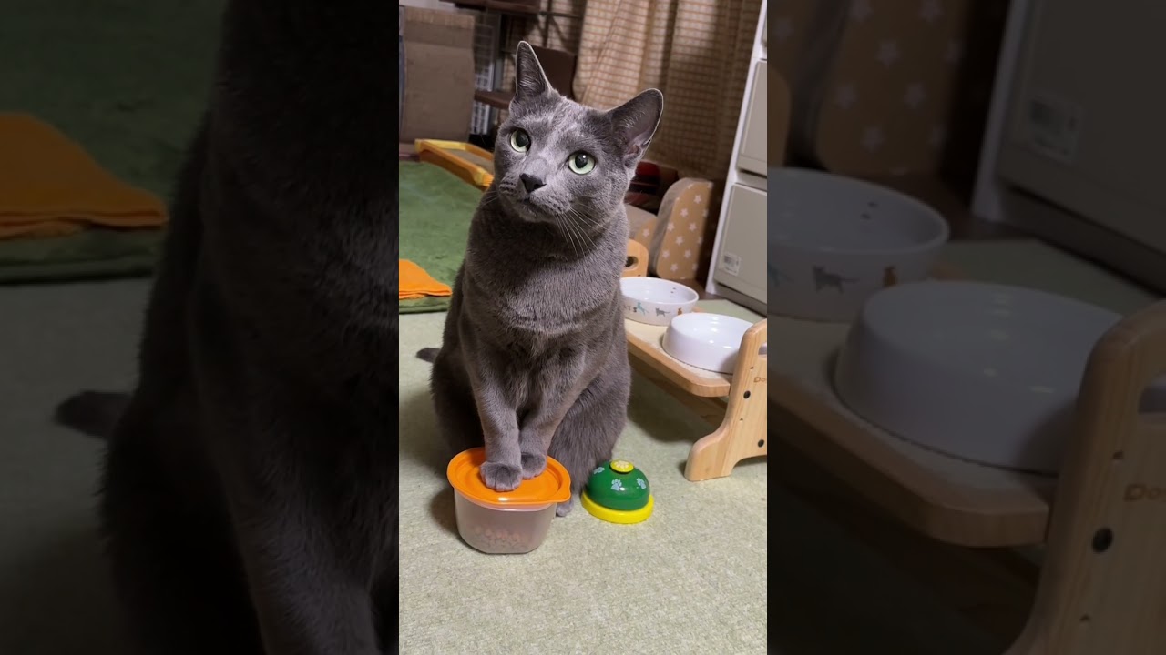 【ロシアンブルー】めろん今朝のおねだり声、優しめです😊【猫】#shorts