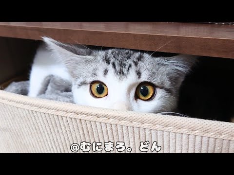 子猫が行方不明になったと思ったらこんなところにいました。