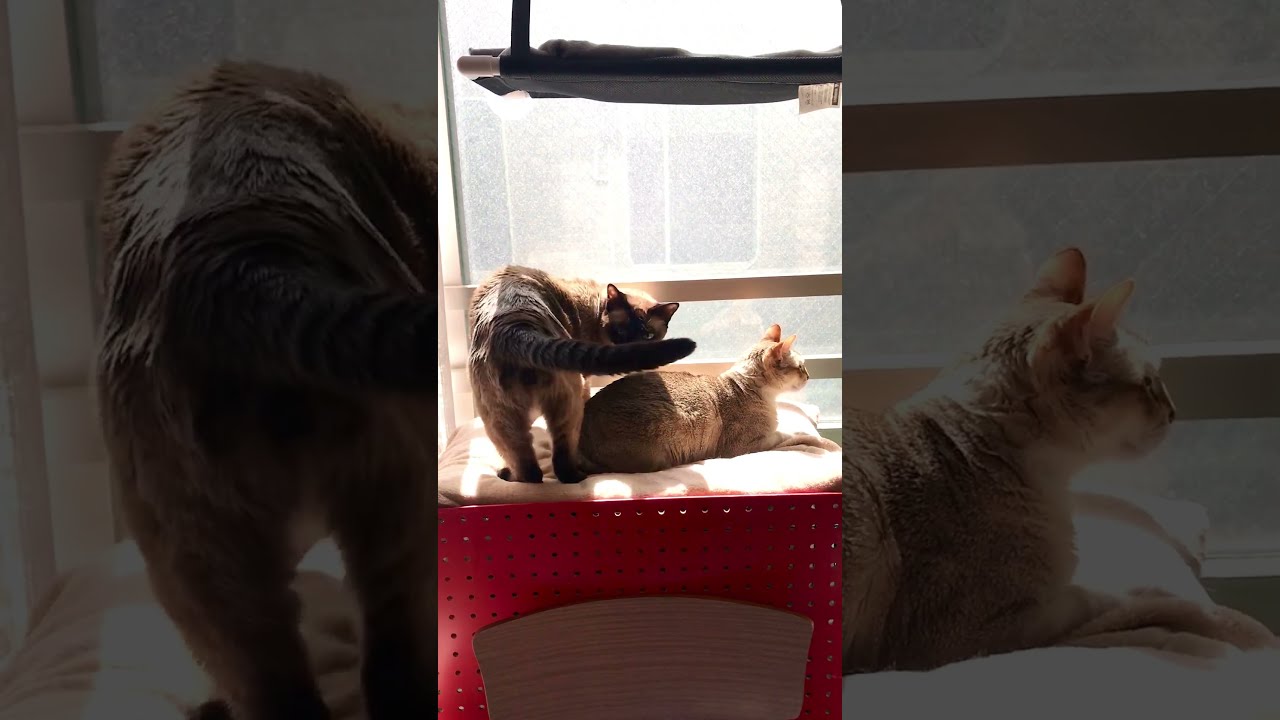 たぬき猫に日向ぼっこ場所を狙われるシンガプーラなのにゃ♪