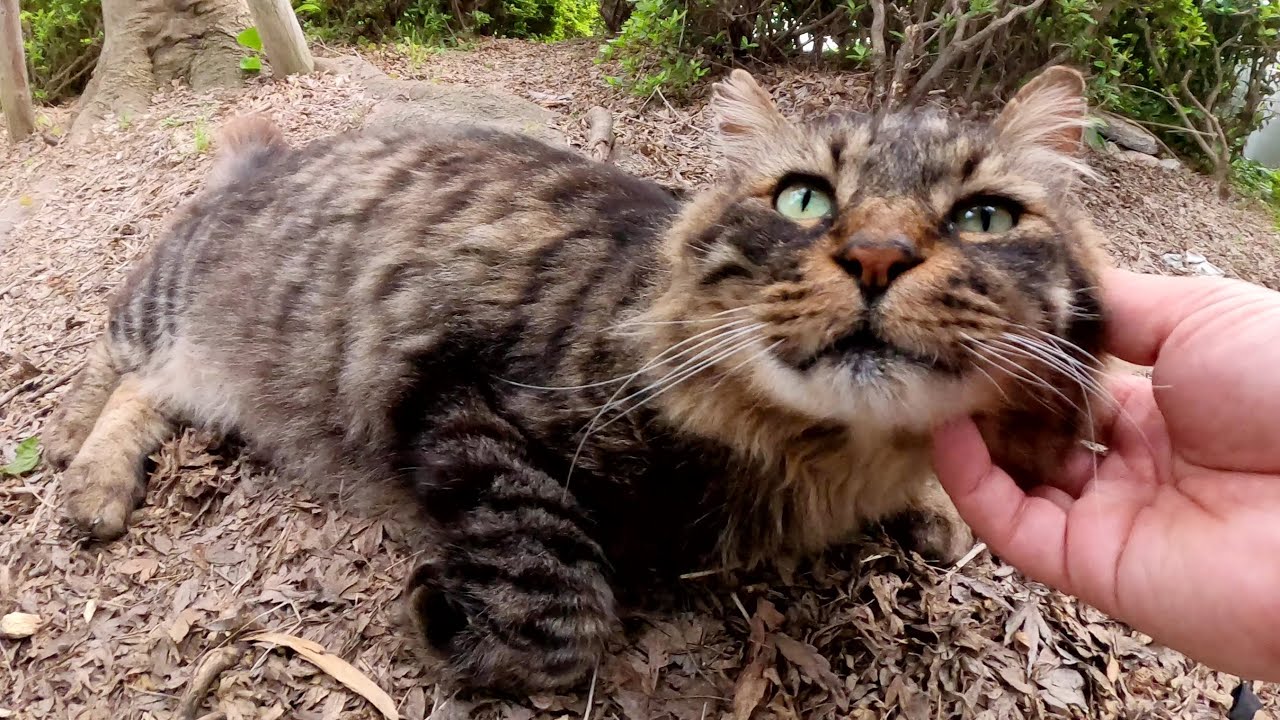 猫の隠れ家に行ったら、メインクーンのような猫がお出迎えしてくれた