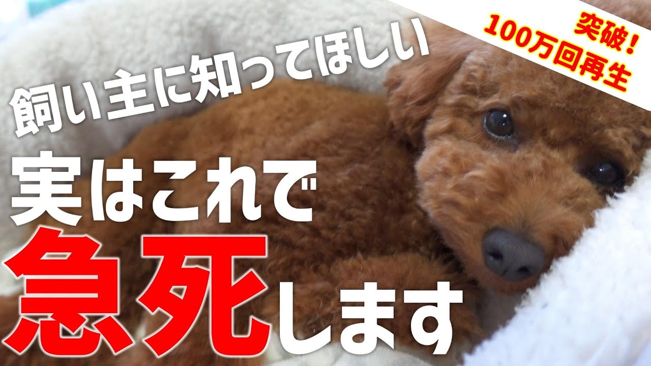 【必見】飼い主の多くが知らない犬が死んでしまう出来事