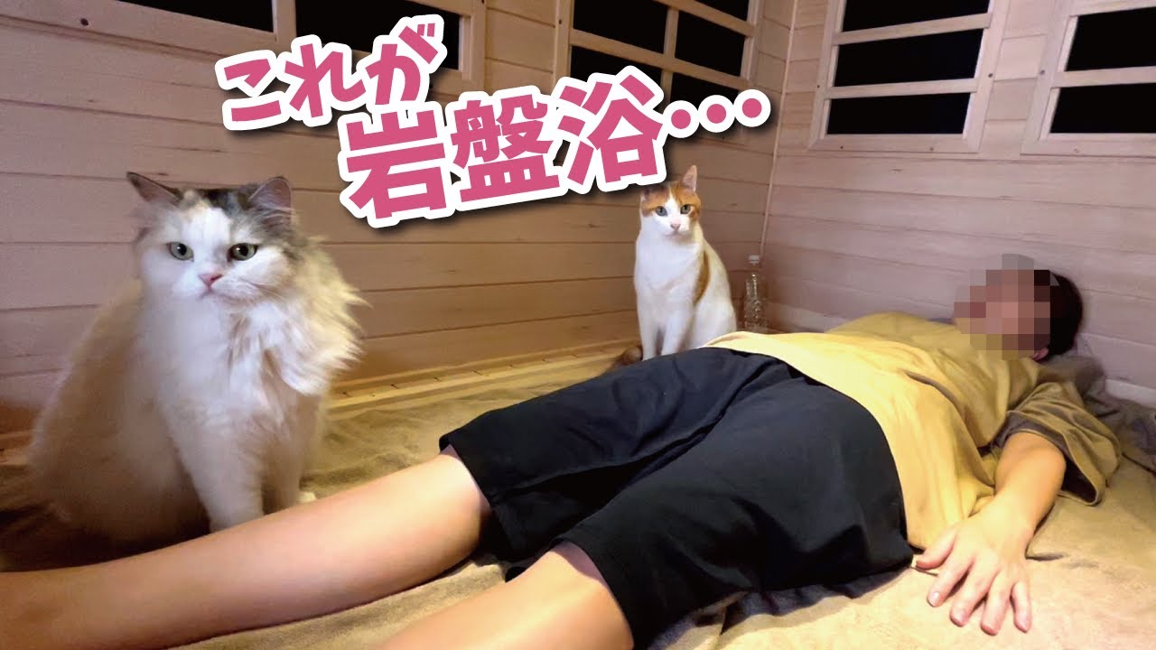 【サウナ猫】猫と一緒に自宅で岩盤浴したらめちゃめちゃデトックスされました【関西弁でしゃべる猫】