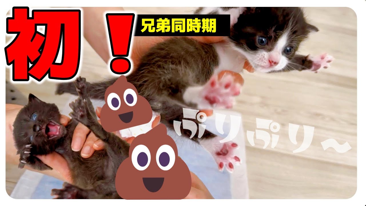 【兄妹猫シンクロ】スッキリしたらミルクでしょ【保護猫生活8日目】