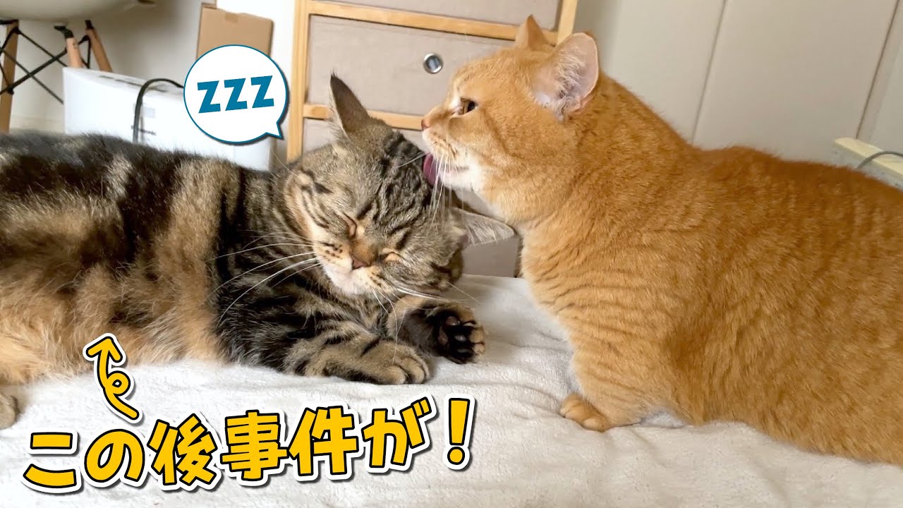 兄猫に起こしてもらって寝ぼけた弟猫にまさかの事件が…！笑