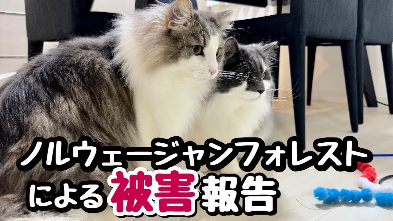 猫ノルウェージャンフォレスト飼うと『被害を受ける1位』じゃーん！見事にやられた💦