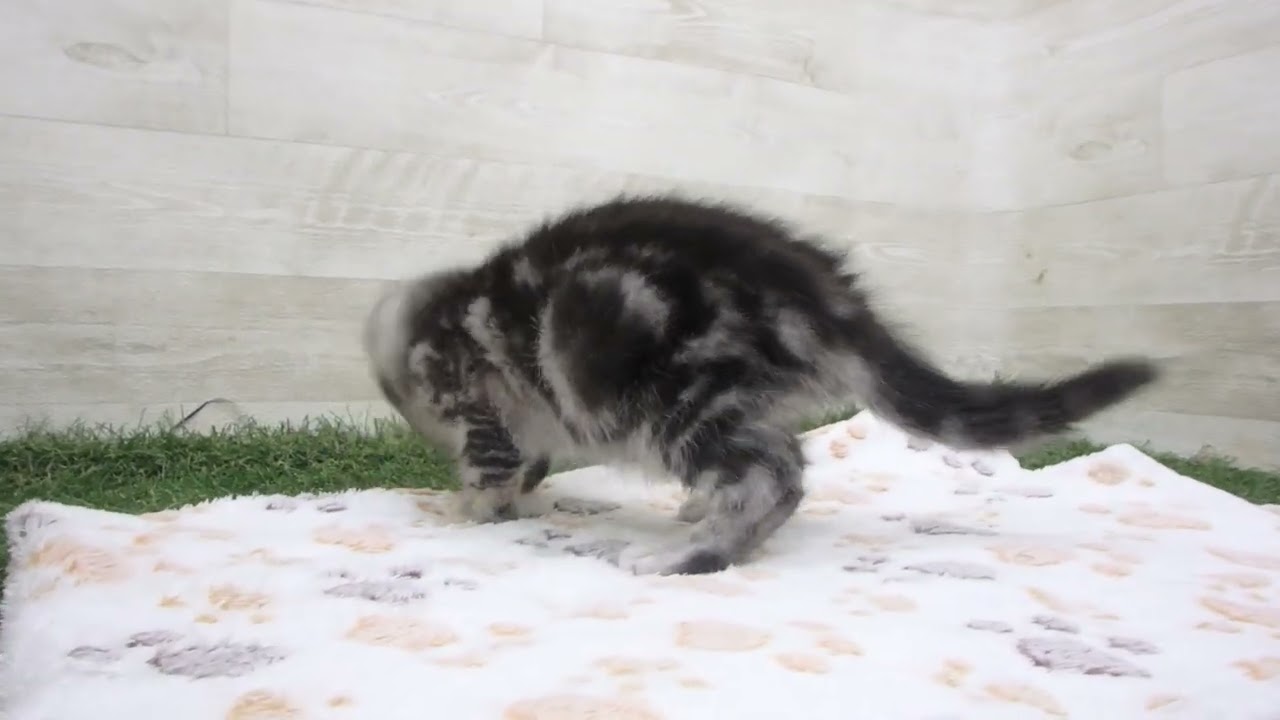 Coo&RIKU　No00626333 アメリカンショートヘアー