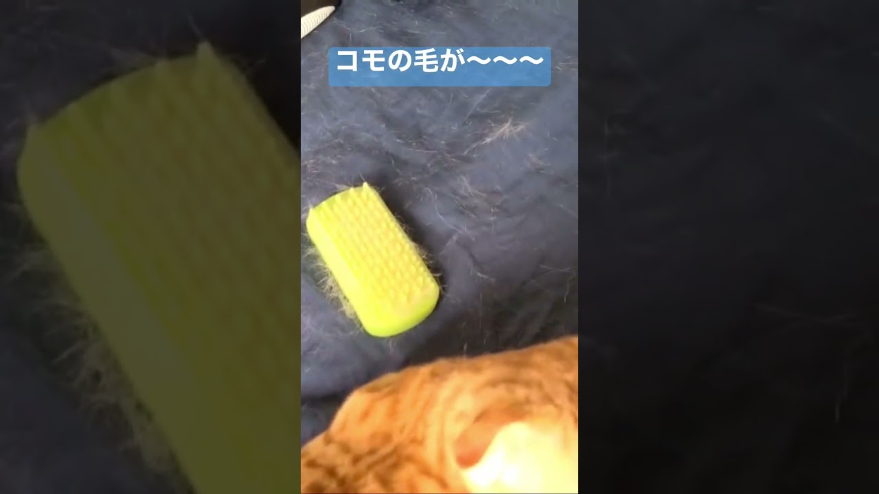 ついに毛も衣替え〜🐈 #キンカロー #猫 #cat #子猫 #猫のいる暮らし #catlover #고양이 #catvideos #catlovers #catvideo