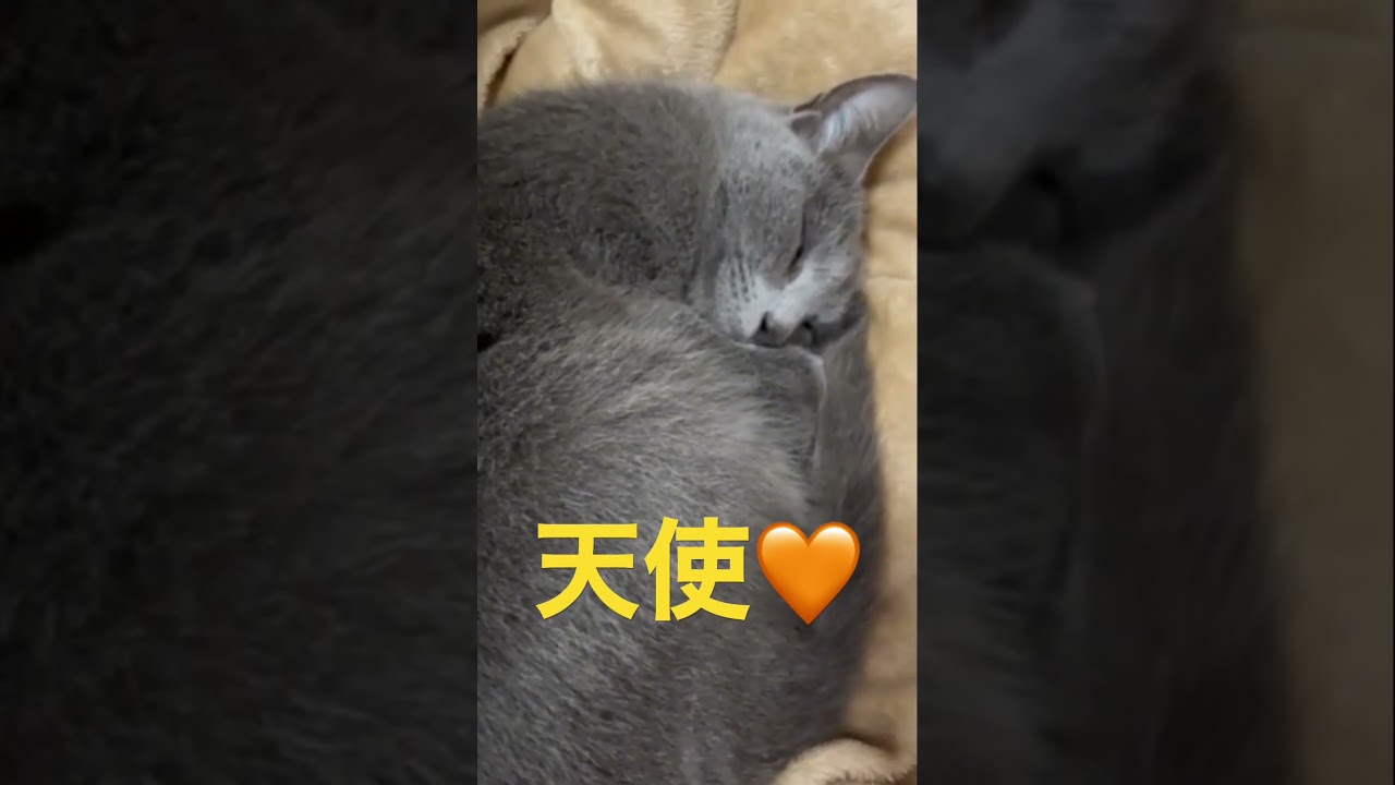 コタツで天使が寝てた（ロシアンブルー）#shorts