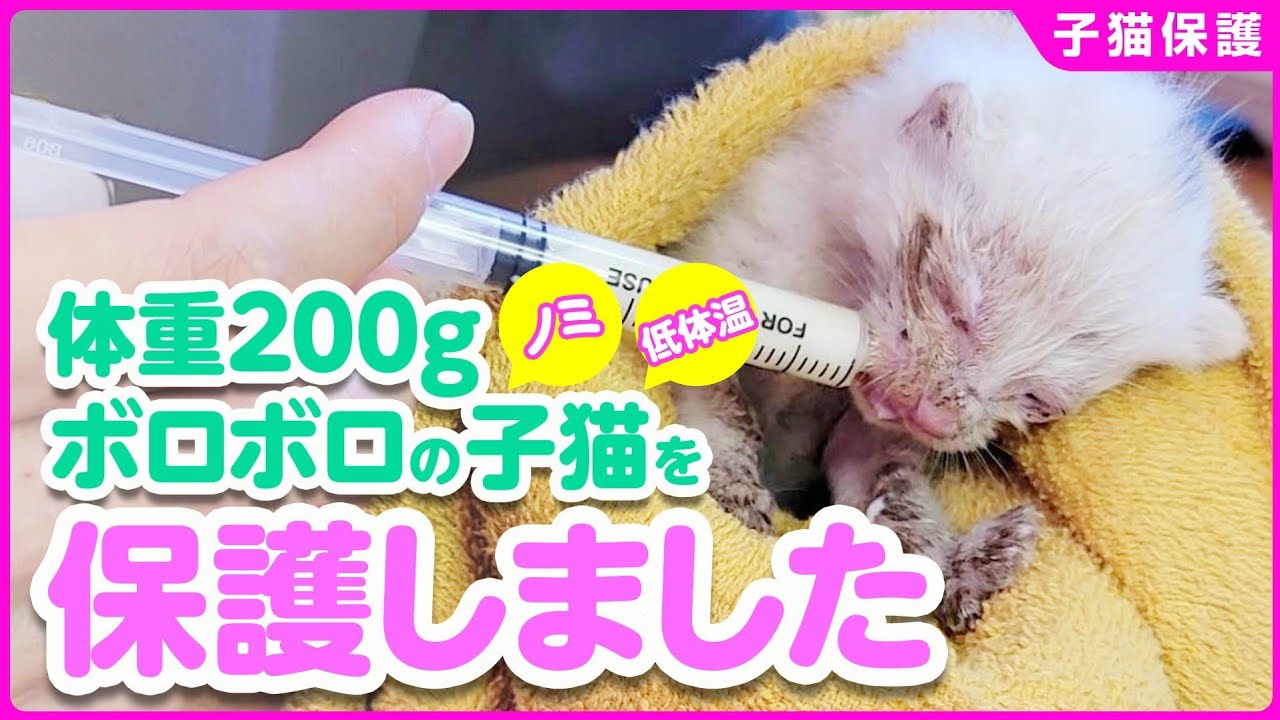 【子猫保護】母猫とはぐれたボロボロの子猫を保護しました【わたあめ①】