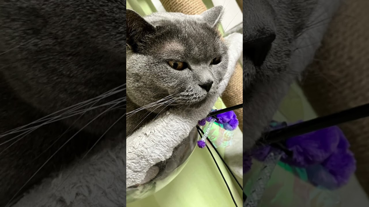 遊べたよ #shorts #猫 #ブリティッシュショートヘアー