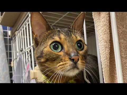 シェルターにやってきた二匹のベンガル　ベリーちゃんとエルちゃん