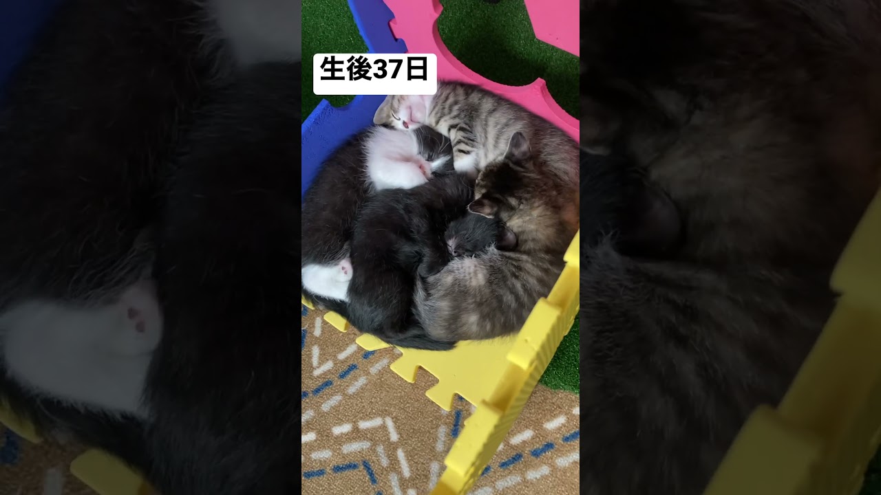 集まって寝てて可愛い #猫 #shorts #子猫