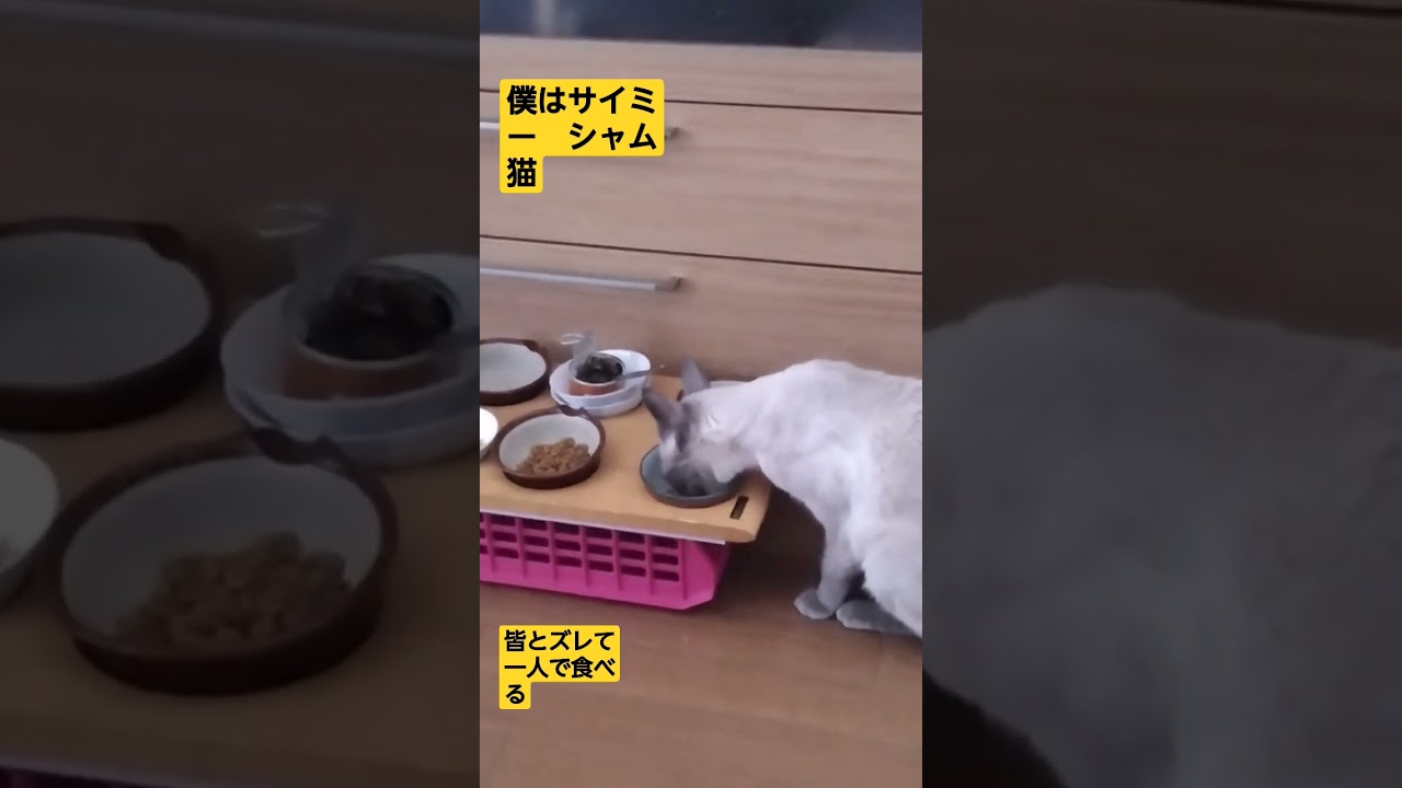 シャム猫サイミー君12歳 #ネコ