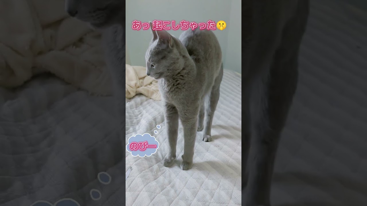 猫のお昼寝💗起こさないでね🤫   #ロシアンブルー #russianblue #子猫