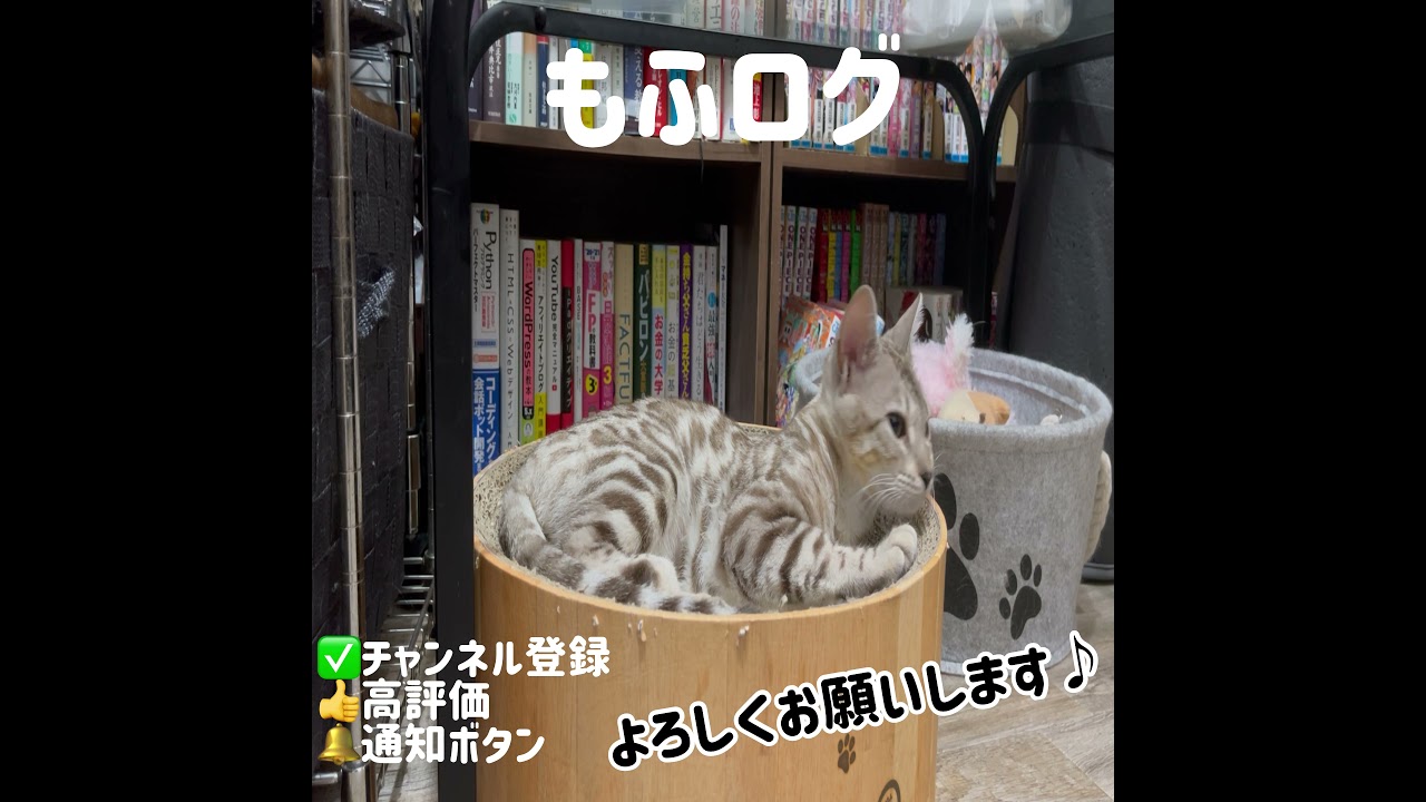 子猫のお昼寝はただただ可愛い【ベンガル メインクーン】#short