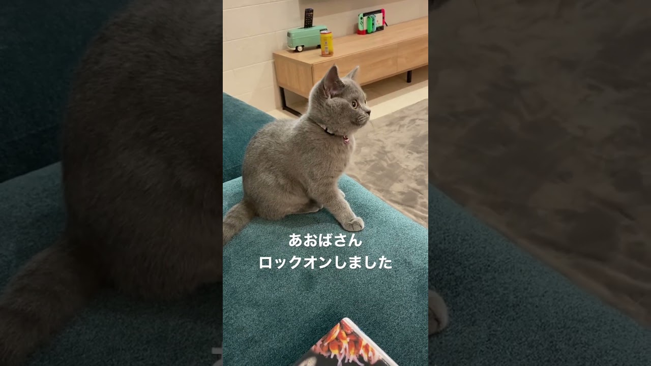 【猫動画】猫さんロックオンしました　#shorts #ブリティッシュショートヘアー #kitty #ねこ #猫と子供