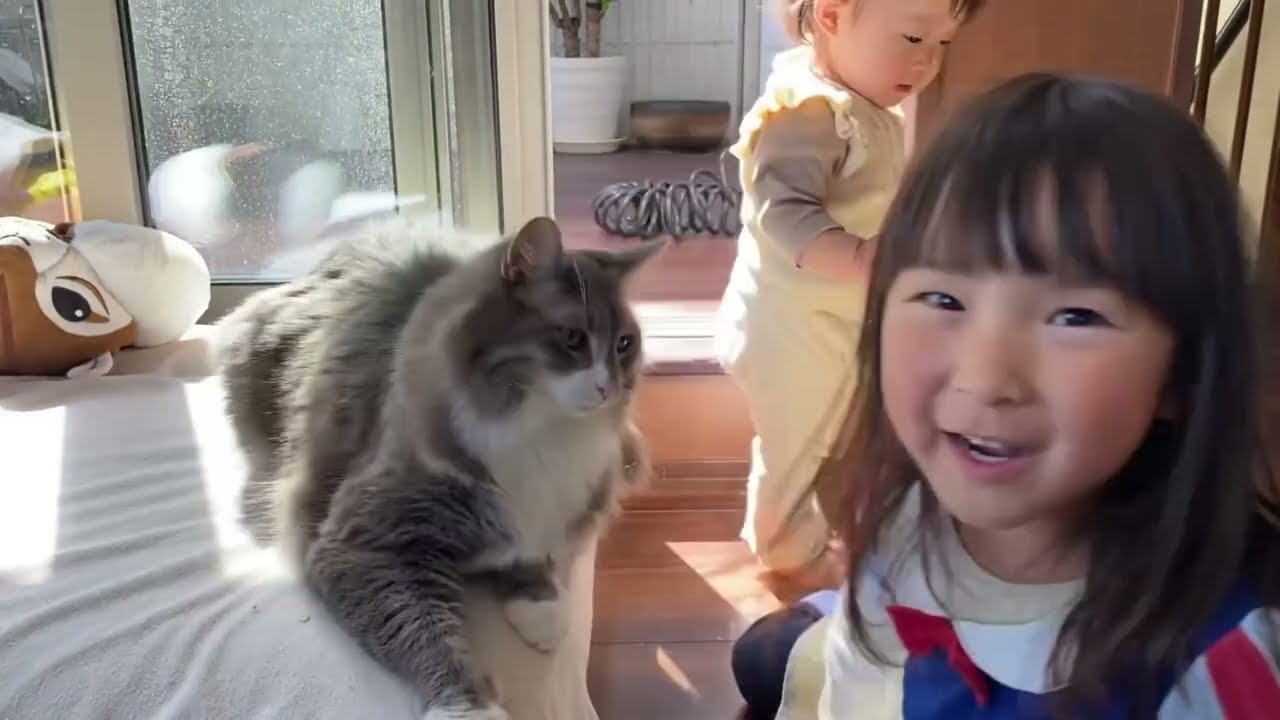 赤ちゃんや子供と同じ気分で動く猫　ノルウェージャンフォレストキャットCats that act with children. Norwegian Forest Cat.
