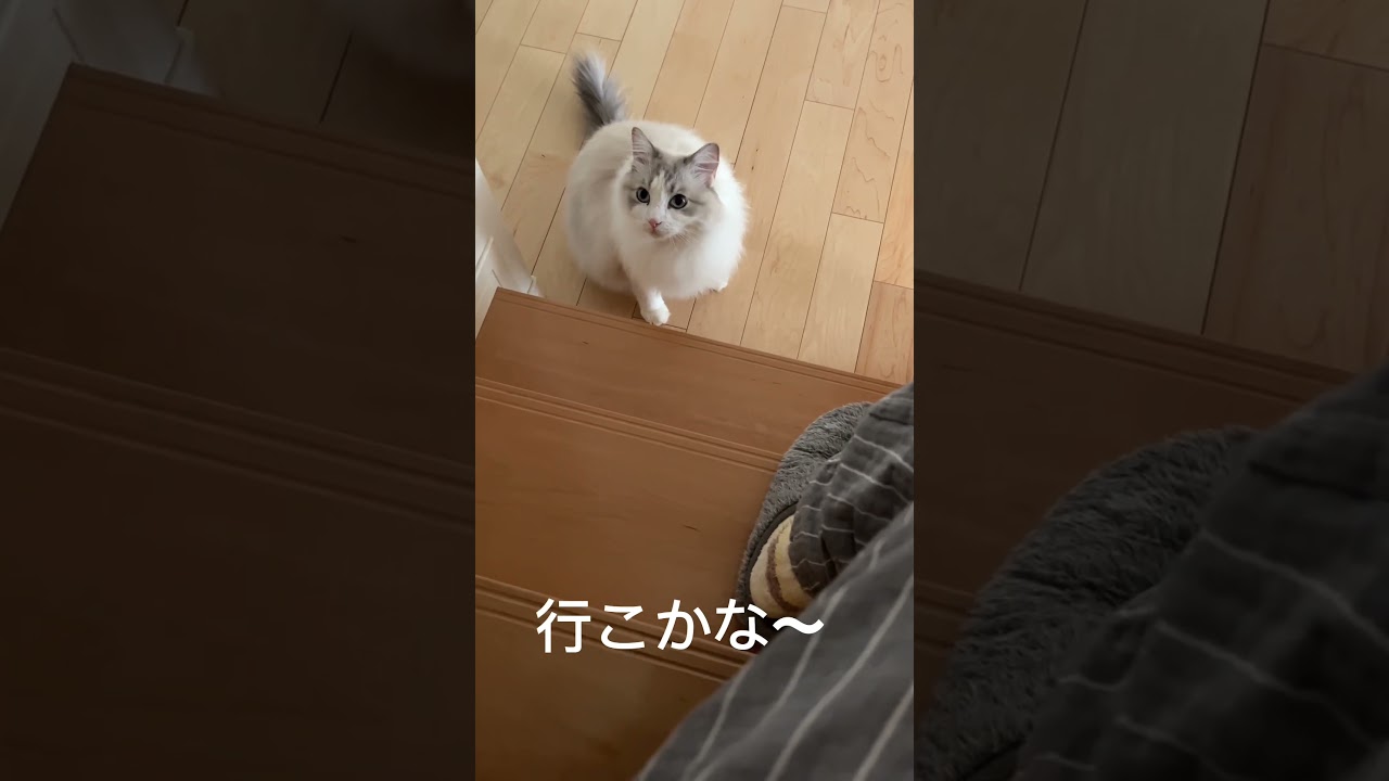 階段登るのを迷っている猫#ラグドール #猫 ＃階段