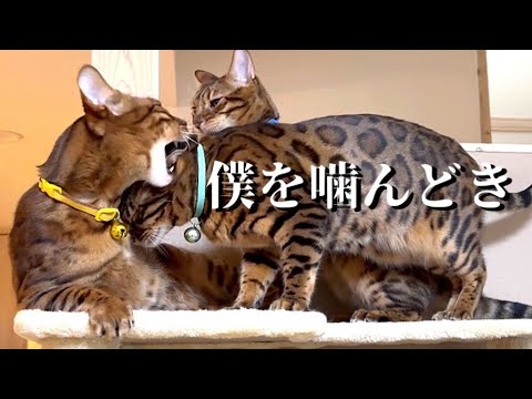 心優しい弟猫が父と兄の喧嘩を捨て身で仲裁しています