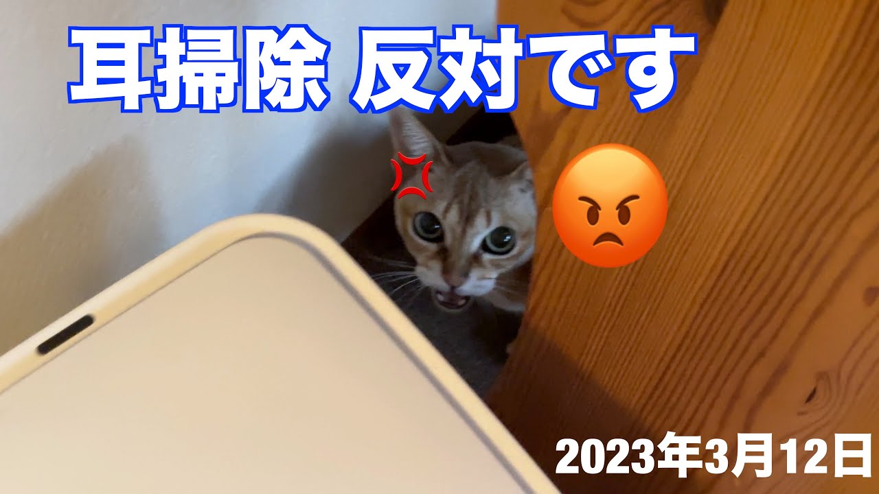 耳掃除が嫌で逃げ回る💨シンガプーラ「にゃあ」：2023.03.12　#シンガプーラ #猫 #耳掃除