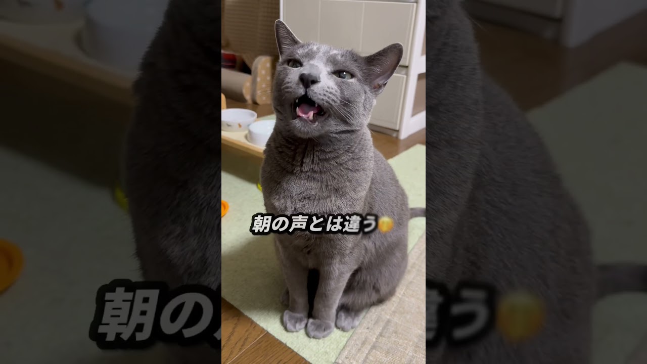 【ロシアンブルー】夜寝る前、さっきのめろんです😊【猫】#shorts