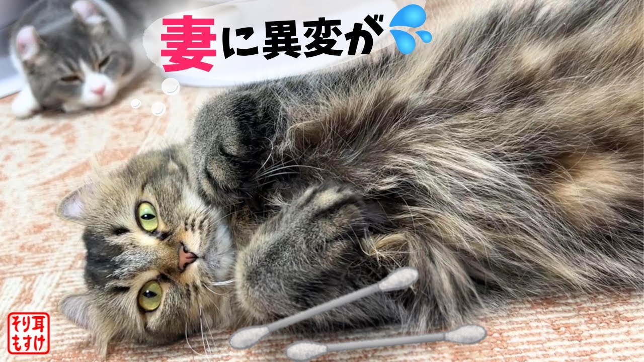 去勢してタマタマが無くなったばかりなのに妻が発情し始めた【奇跡のイクメン猫】