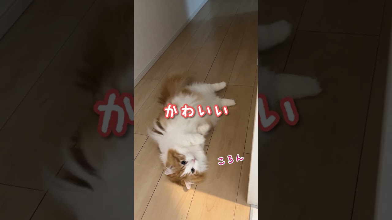 廊下を覗くと【マンチカン】