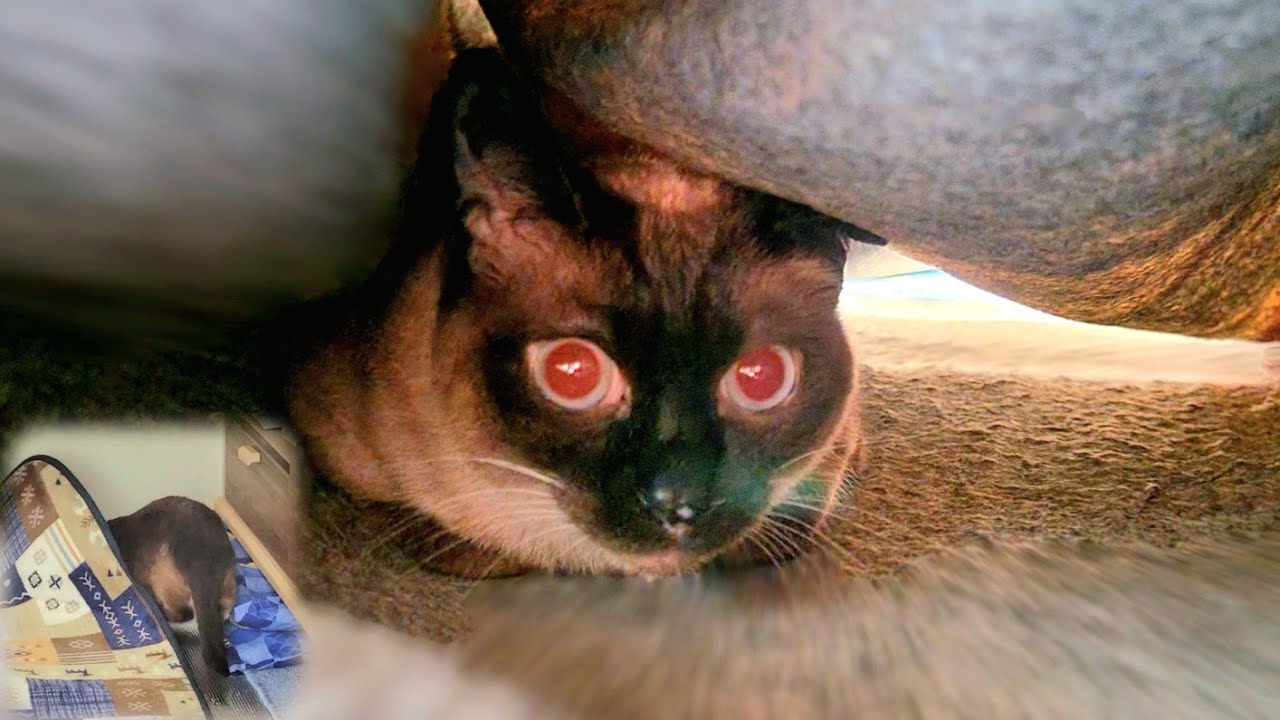 人が来て慌てて隠れるシャム猫の隠れ方がモグラのようで可愛い🤗
