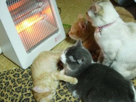 寒い冬を乗り切る猫ちゃんの姿がかわいくて和む♡～Calm cute the figure of a cat to survive the cold winter.