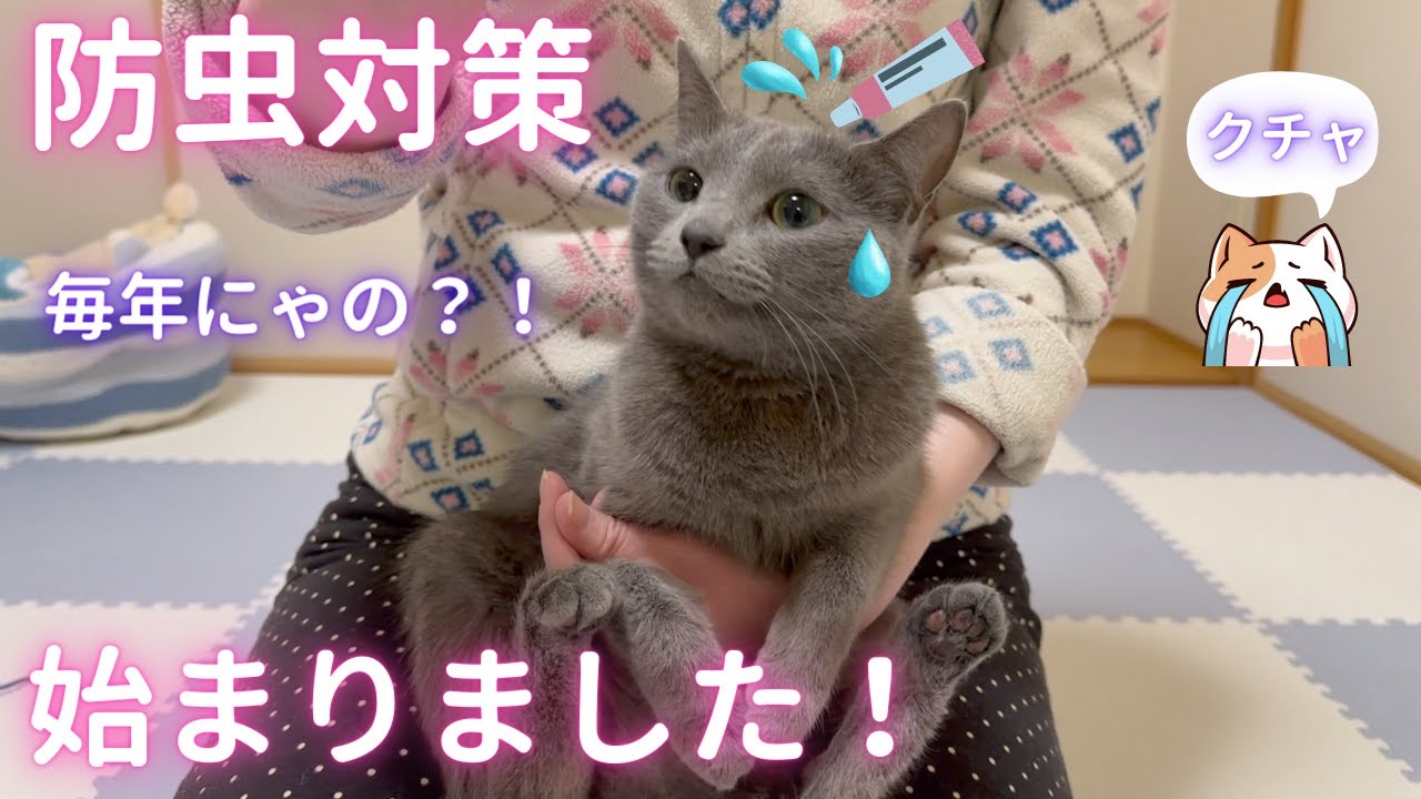 防虫対策が毎年あると知らなかった猫（ロシアンブルー）