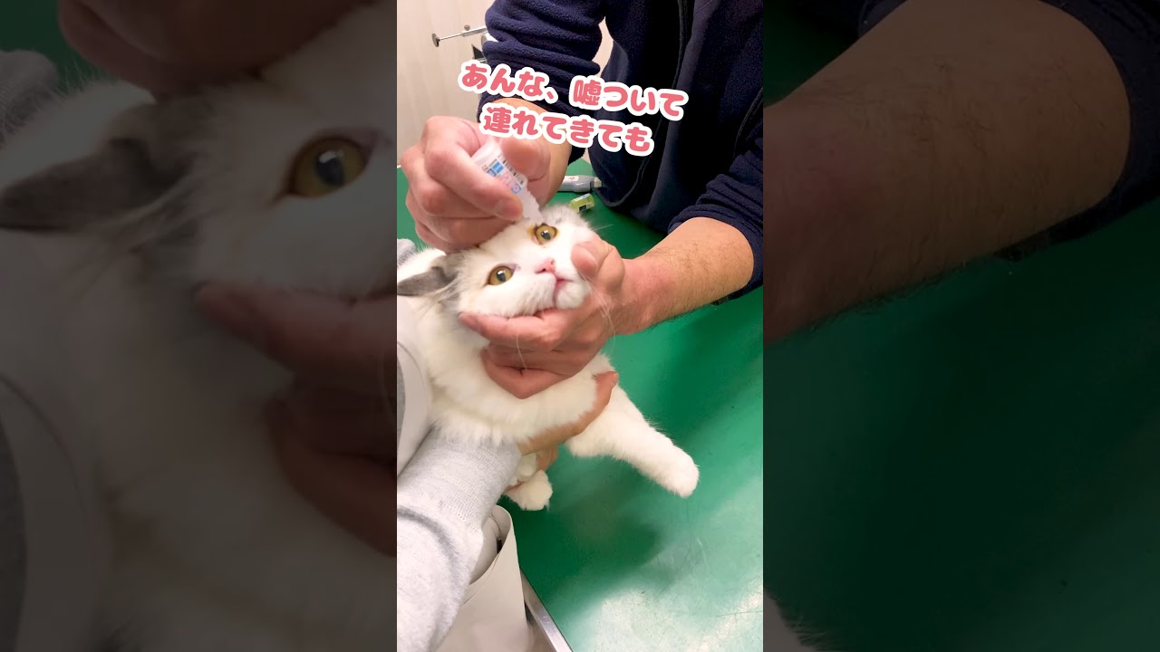 目薬はしない約束の猫【おしゃべりする子猫】 #Shorts