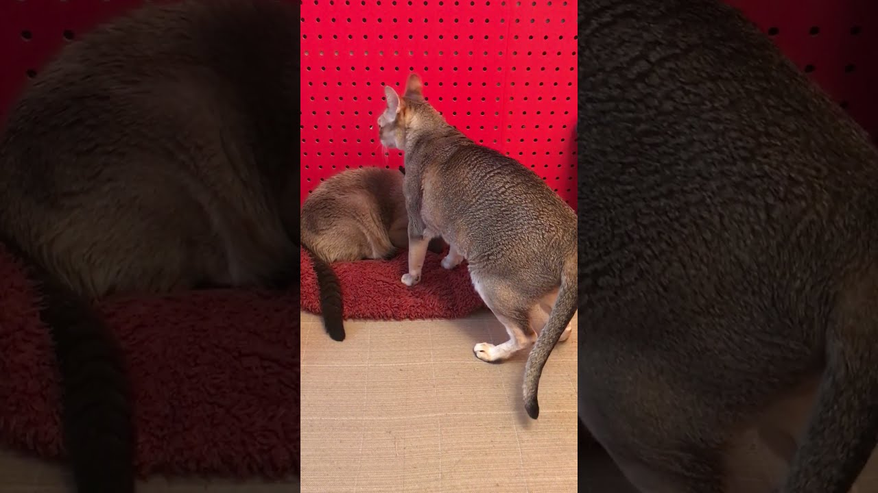たぬき猫の髪型を真ん中分けにしちゃうシンガプーラなのにゃ♪