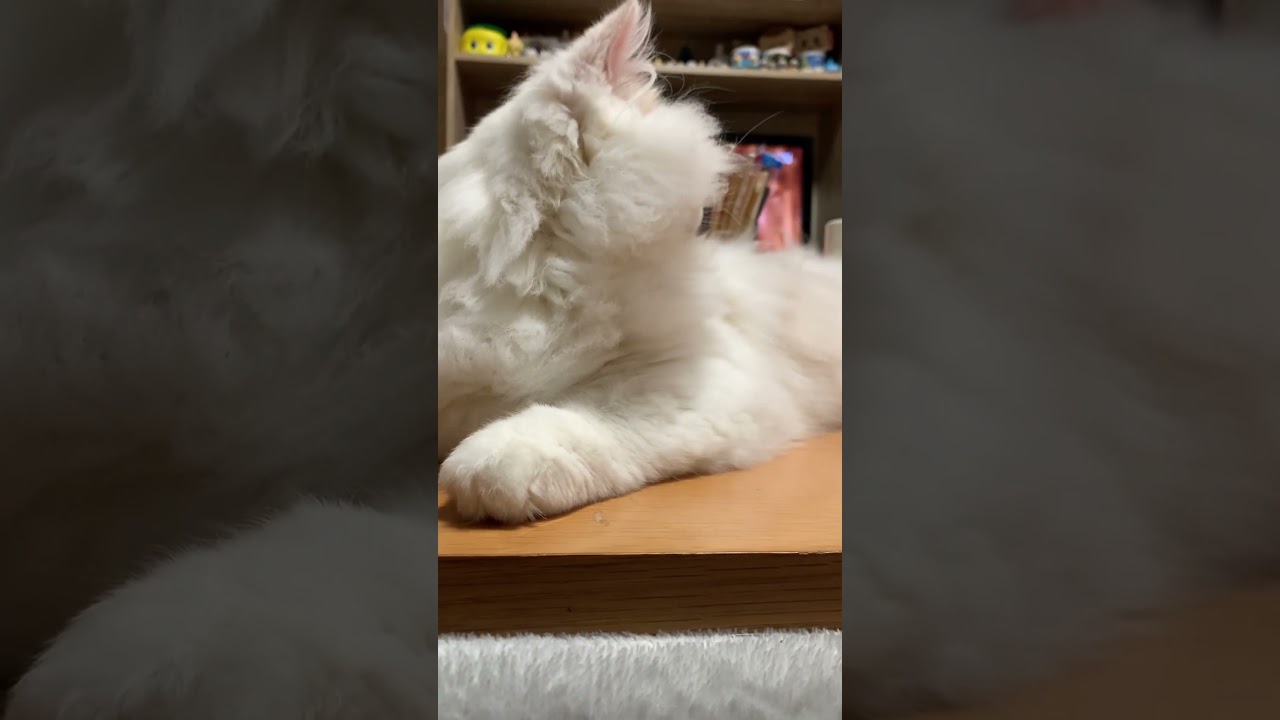 食卓開けてほしいんですが #cat #catvideos #ねこ #ネコ #ねこのいる生活 #catlover #猫 #猫動画 #猫のいる暮らし #ラガマフィン