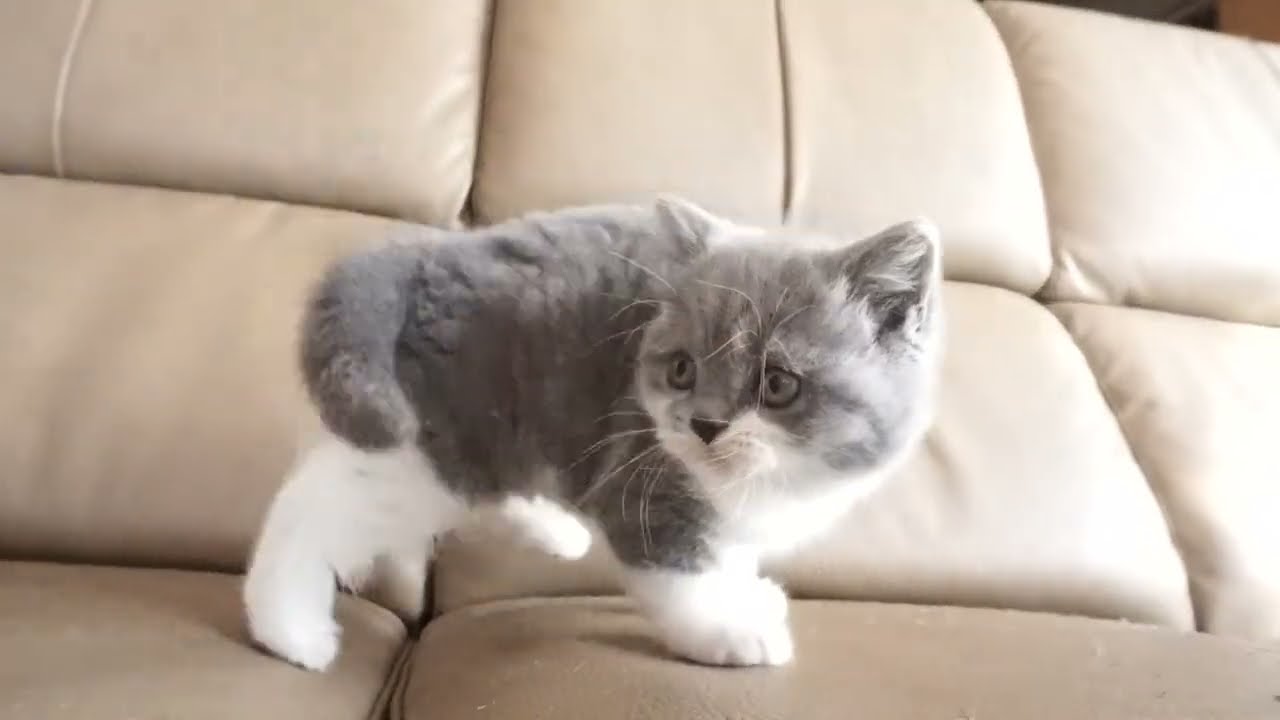 ブリティッシュショートヘアー子猫　British Shorthair　2023.2.25 産まれ　ブルー&ホワイト　女の子　シーダキャット猫のお店