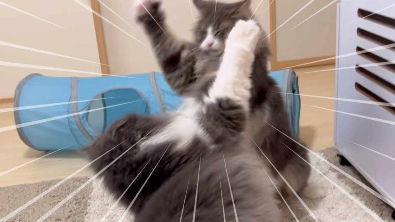 【かまって❤︎】大好きなシャールに遊んでもらいたいキキwwノルウェージャンフォレストキャット❤︎