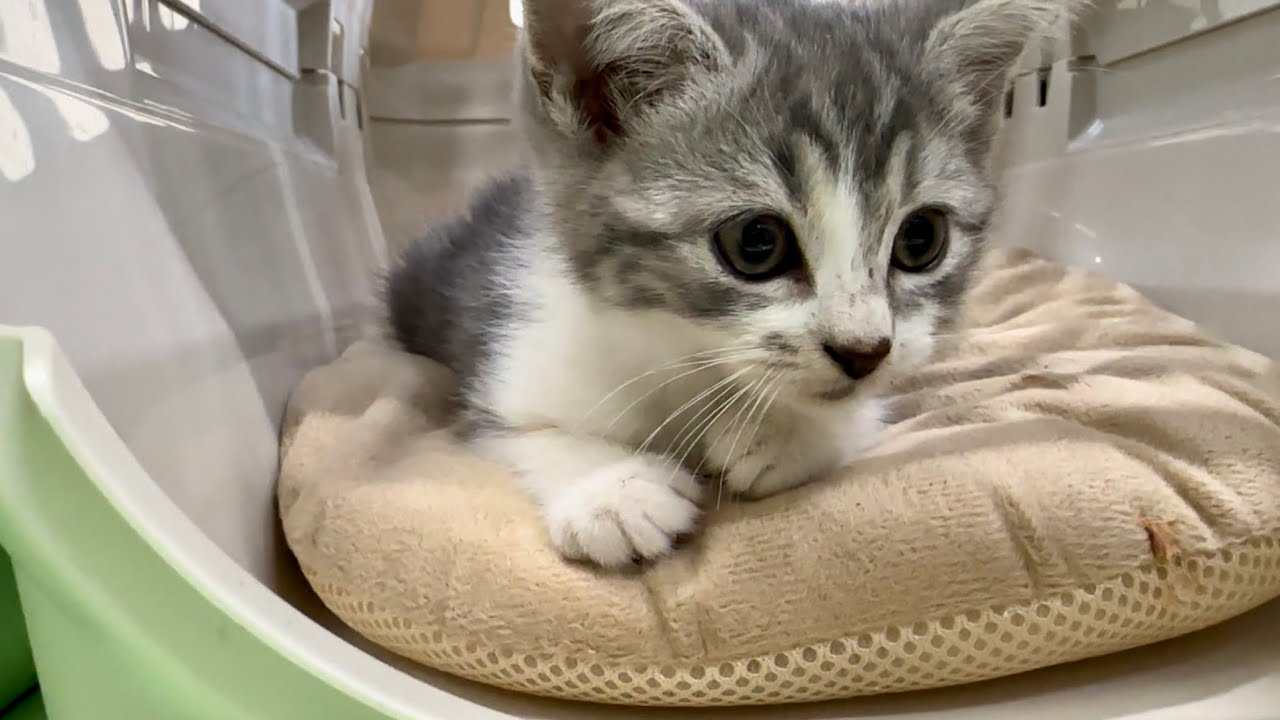 生まれて初めて1人ぼっちして来ました。  #41