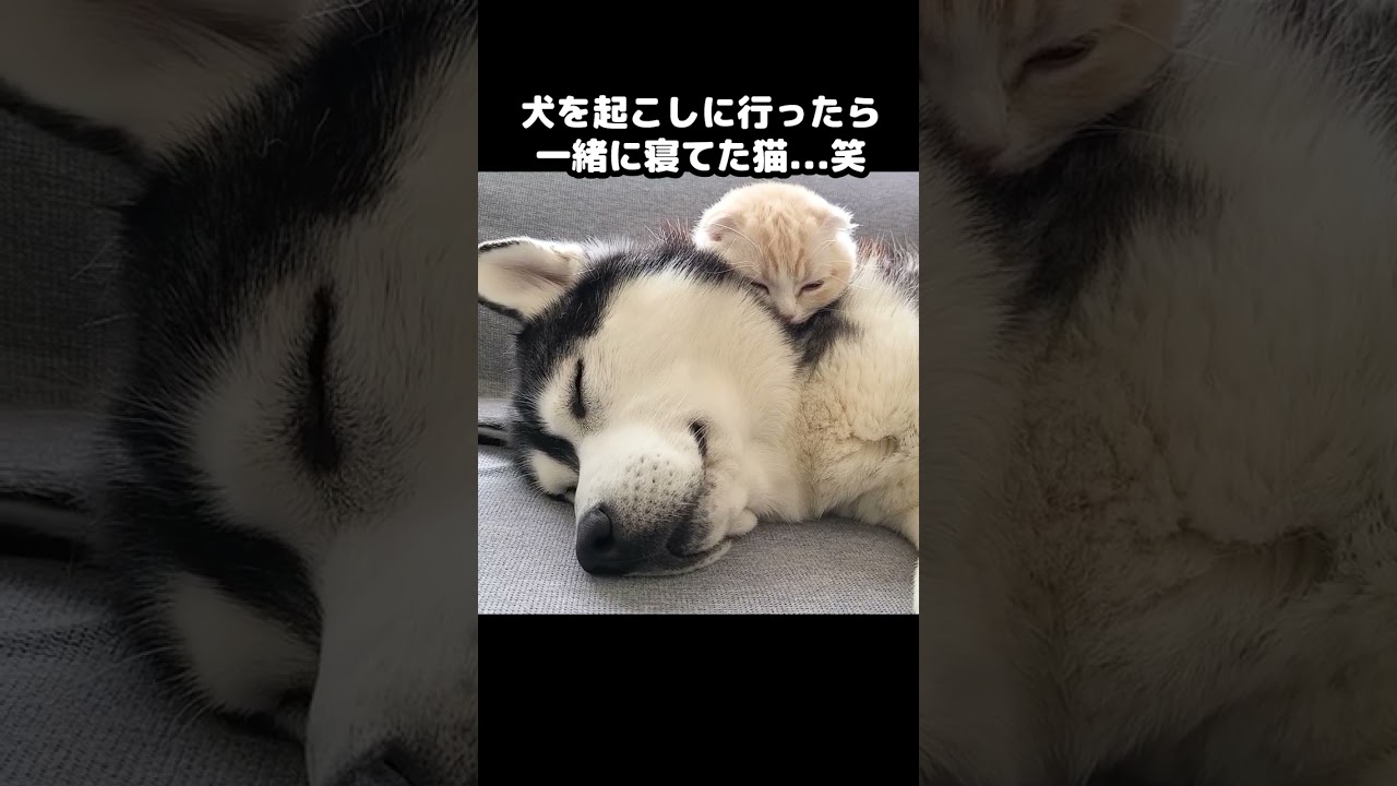 猫が早朝に犬を起こしに行った結果こうなった...笑 #猫動画  #cat