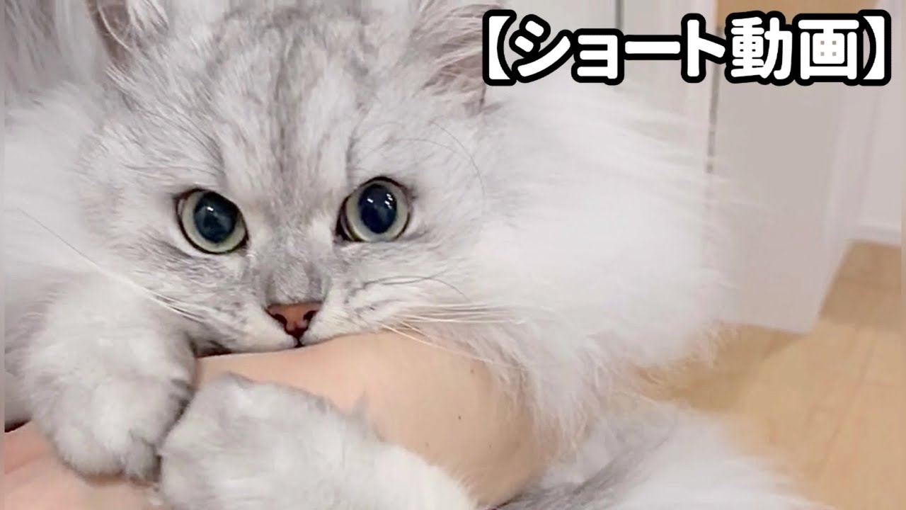 抱っこから降りたい猫の行動 【サイベリアン】 #Shorts
