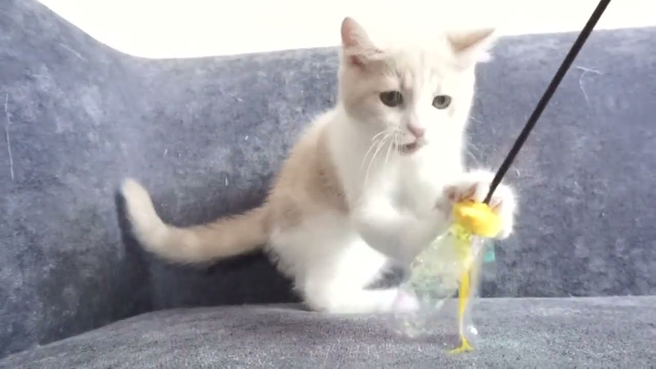 ブリティッシュショートヘアー子猫　2022.4.13産まれ　クリーム&ホワイト　男の子　シーダキャット猫のお店