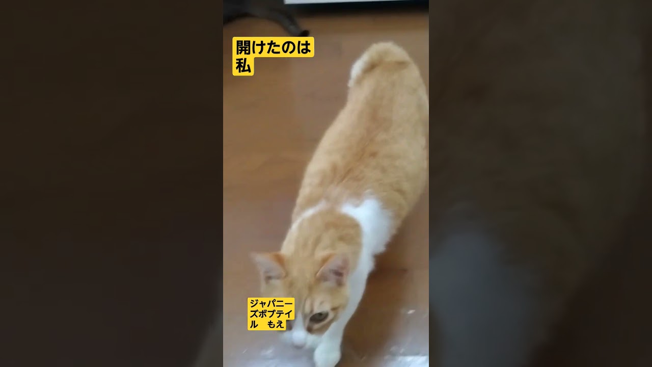 幻のジャパニーズボブテイル　　もえちゃん #ネコ