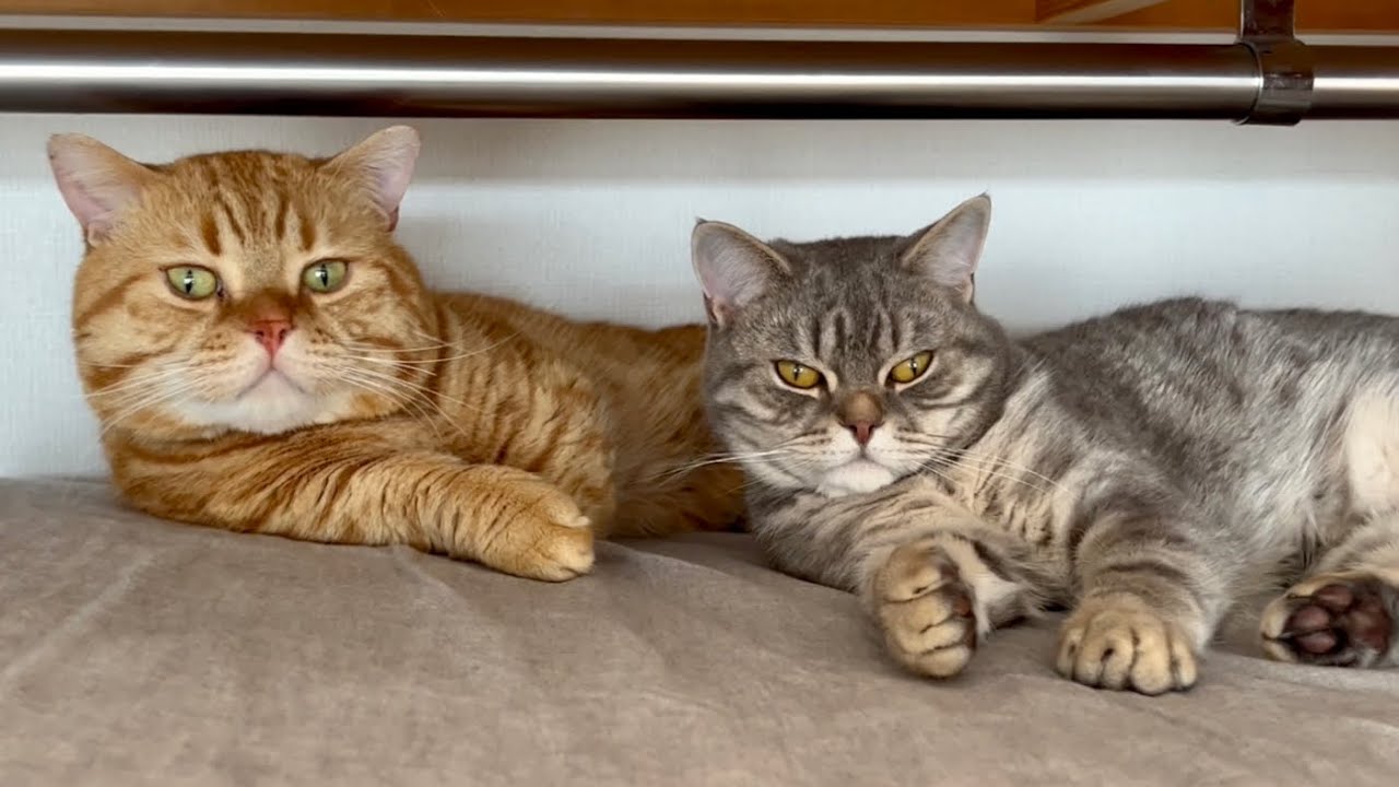 謎の出待ちをされる親子猫