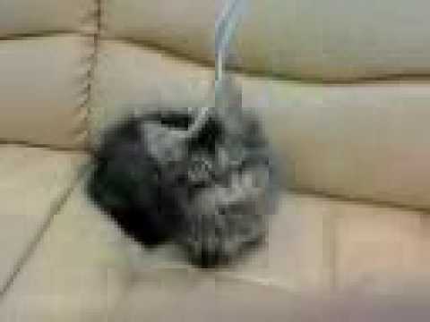 マンチカン　ロングオス