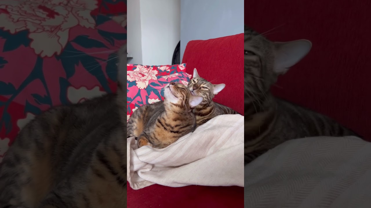 仲良しの姉妹猫が可愛すぎる【ベンガル猫】