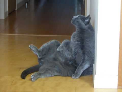 猫的・片足上げたまま毛づくろい♪