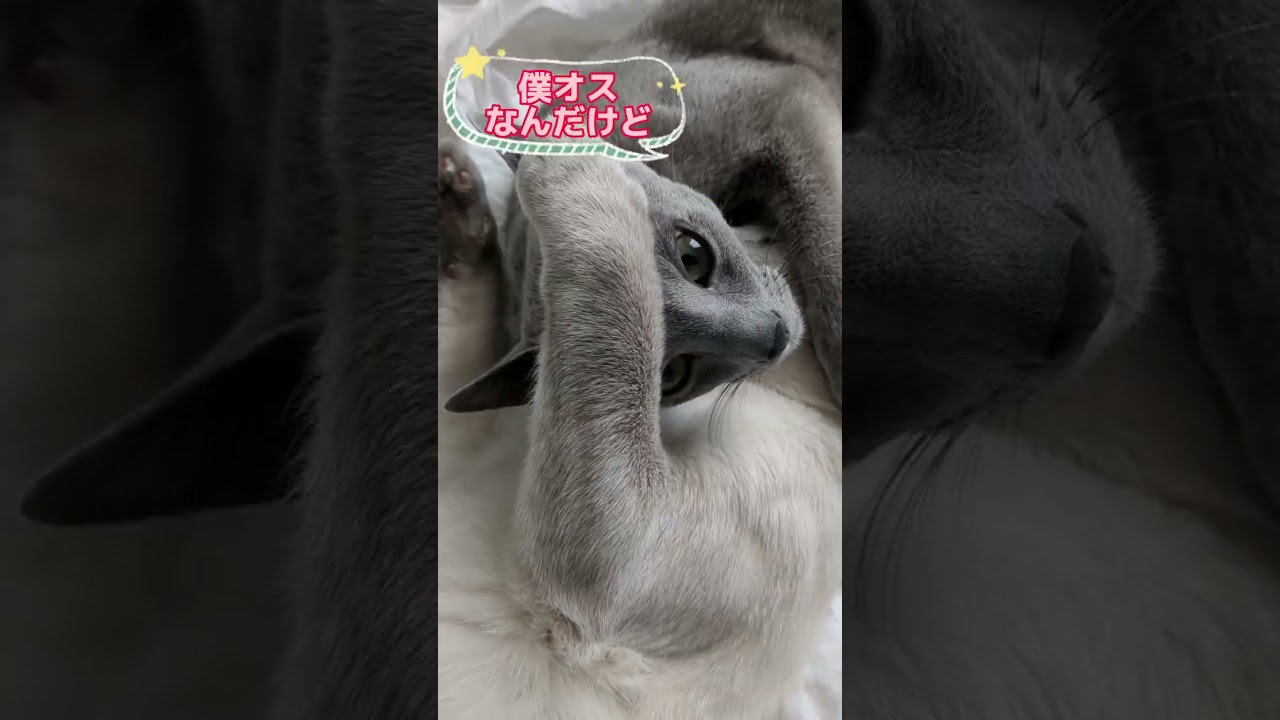好きがとまらない😻🐈‍⬛😻  #ロシアンブルー #russianblue #子猫 #猫