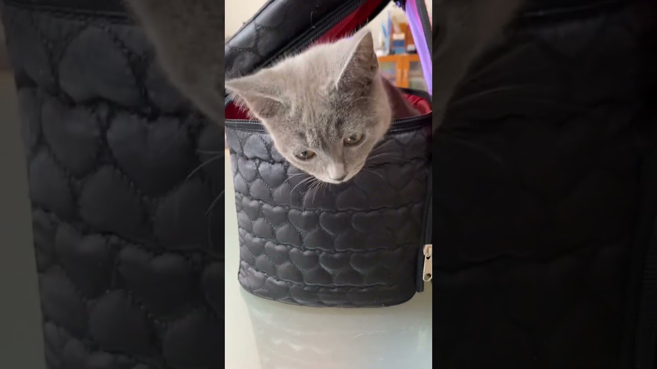 子猫動画　2023年あけましておめでとうございます　マンチカンのラピちゃんとブリティッシュのあおくん
