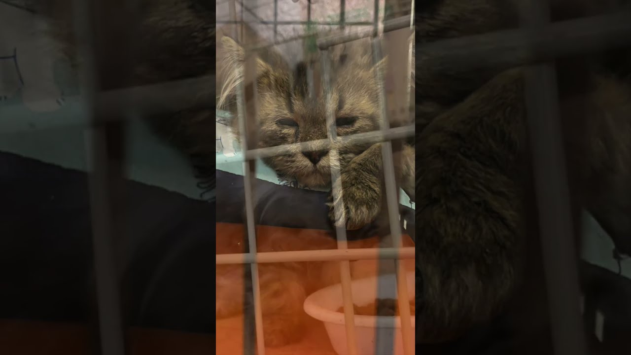 【多頭崩壊】人間の愛情を全く知らない子猫 #shorts