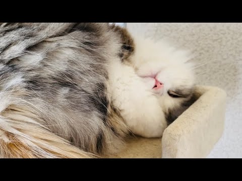 変わったポーズで寝る子猫をご覧下さい【スコティッシュフォールド】