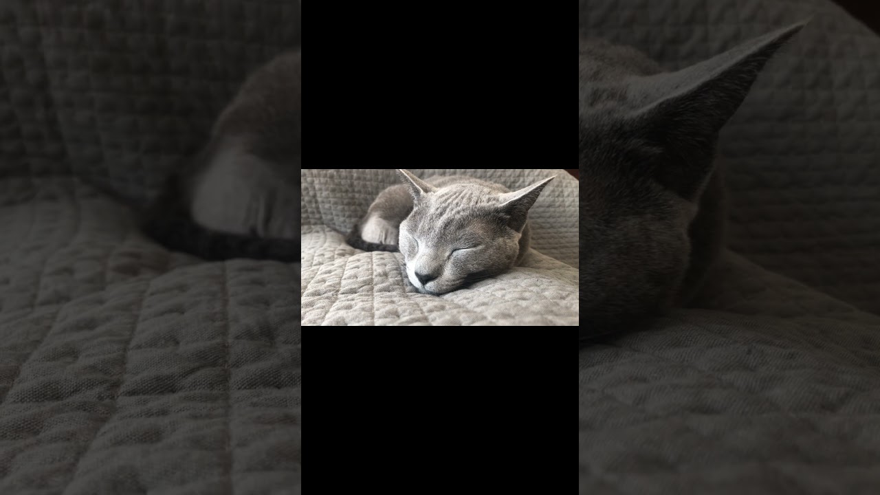 いい夢みろよ！ #ロシアンブルー #猫 #おやすみなさい #shorts